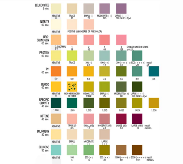 Urine Reagent Test Strips